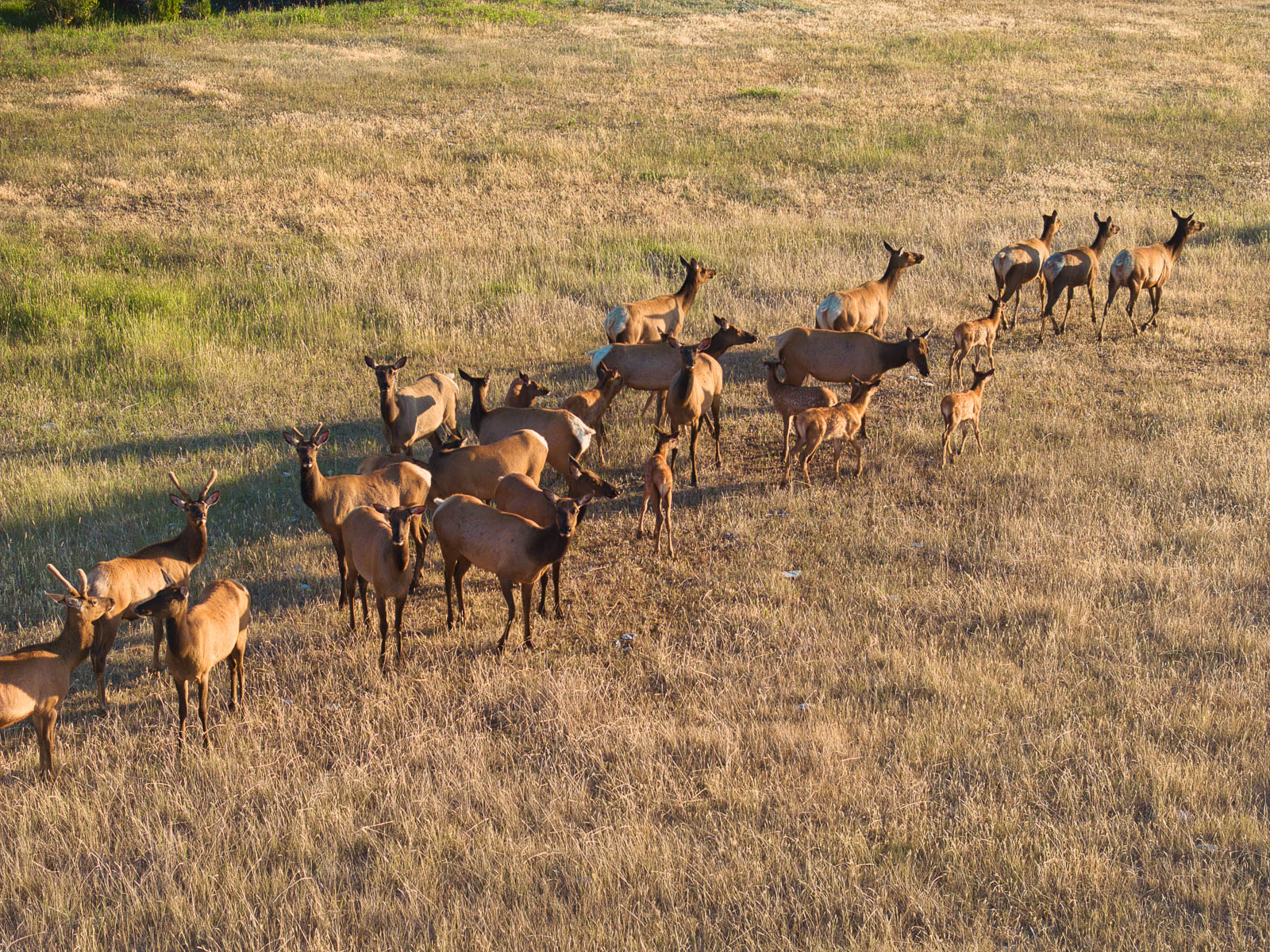 herd of elk on Antlers Ranch