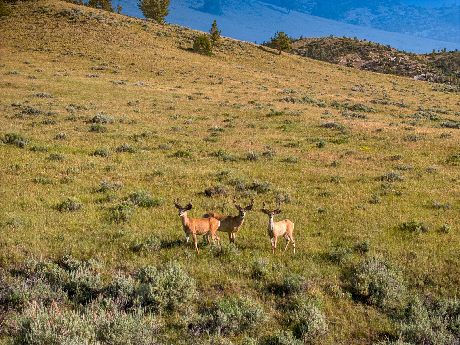 elk in field on Wyoming ranch for sale