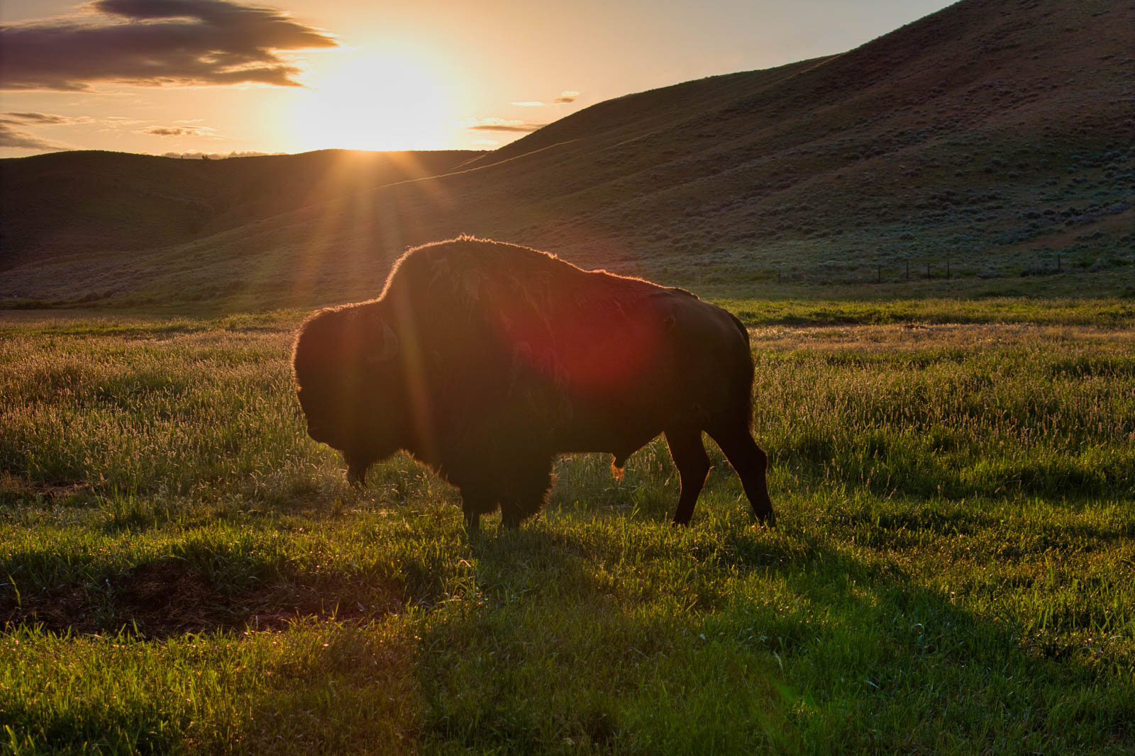 buffalo on Wyoming ranch for sale