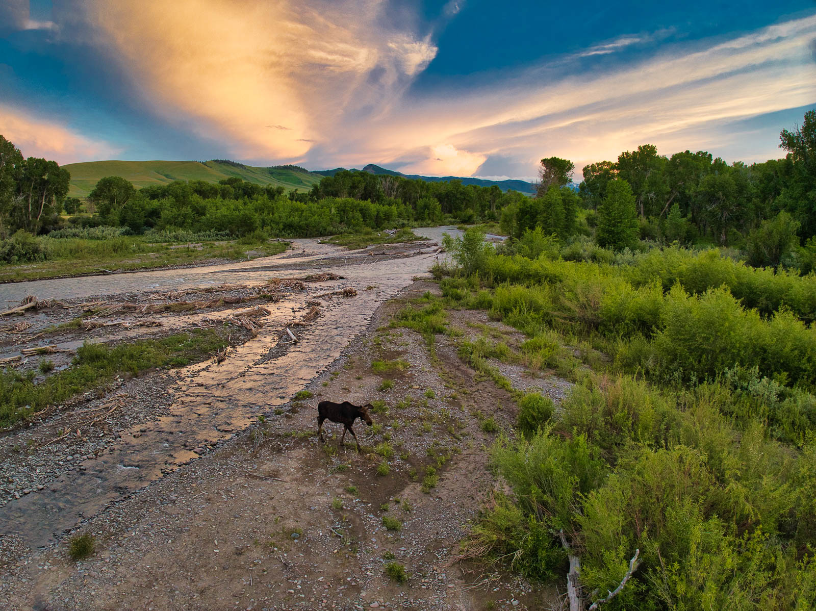 moose on Antlers Ranch