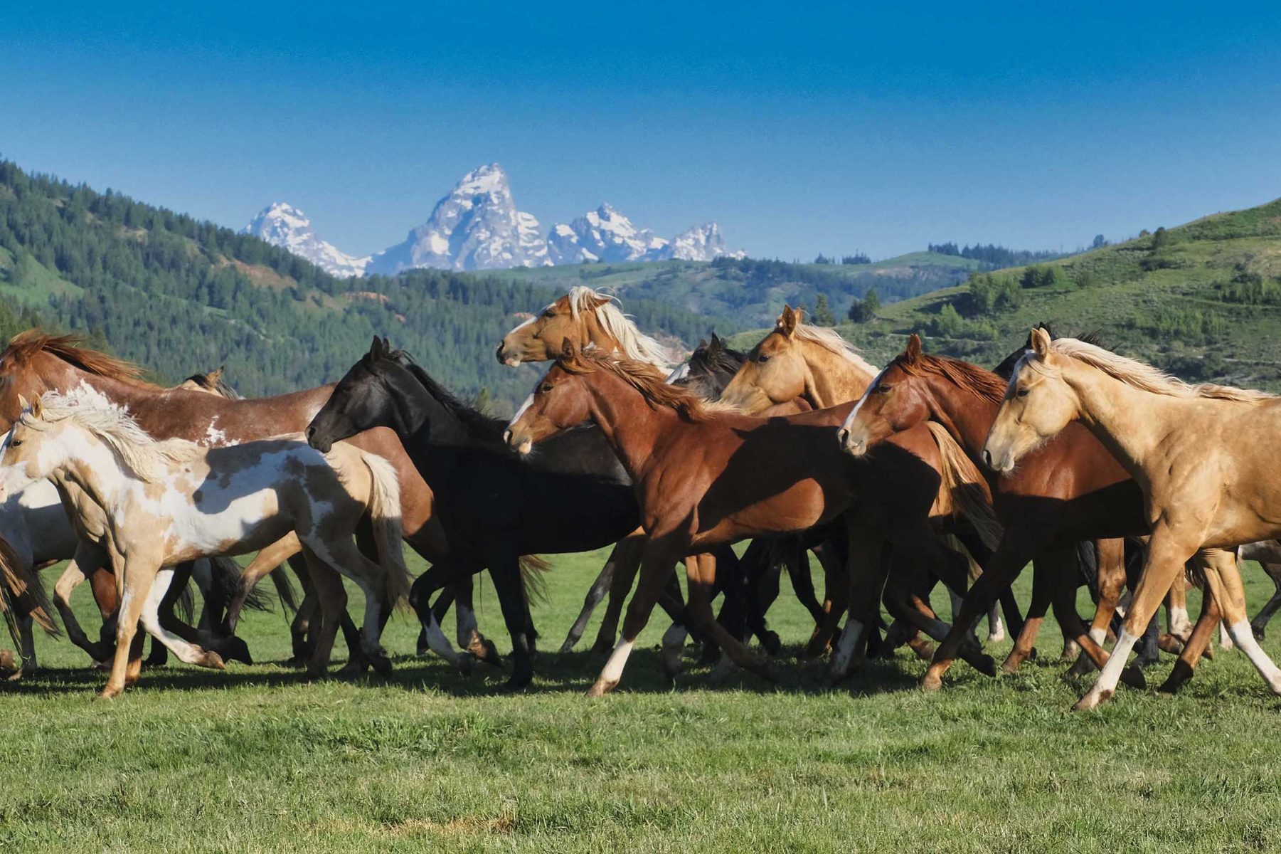 red-hills-ranch-jackson-hole-wyoming-horses