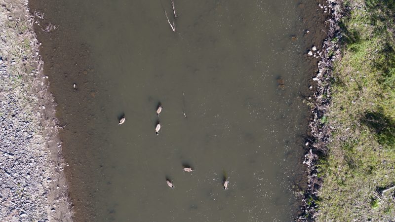 aerial view of animals in river in idaho