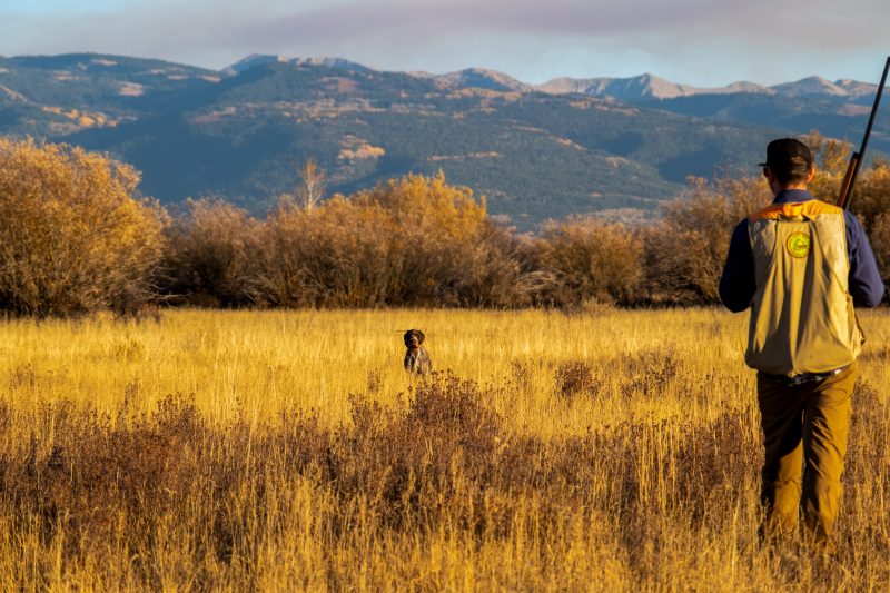 hunting dog in field