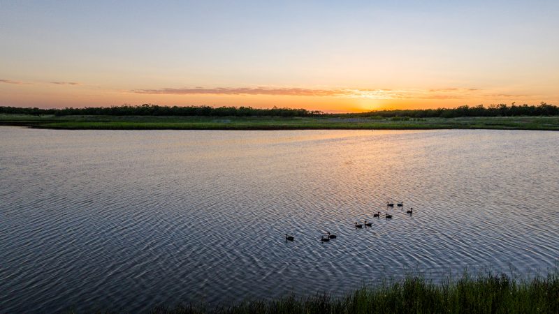 Ducks Brady Creek Ranch