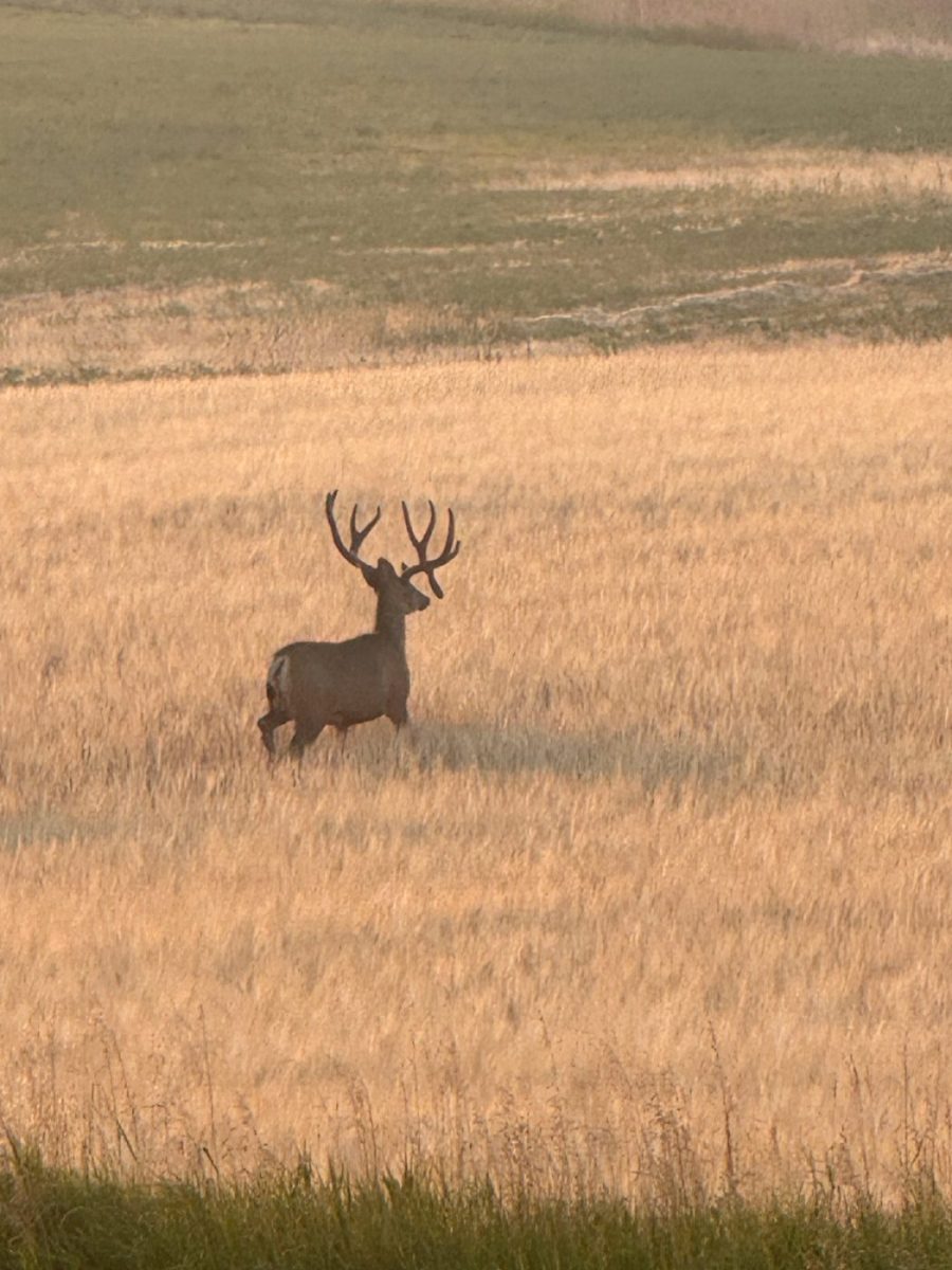 Two_canyons_ranch_Idaho_elk_hunting_field
