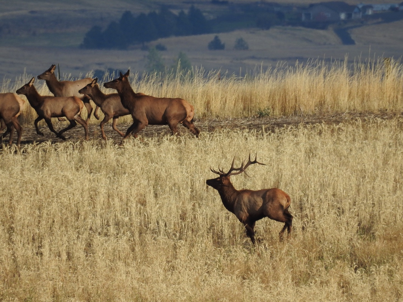Norway_Canyon_huntin_retreat_elk_hunting