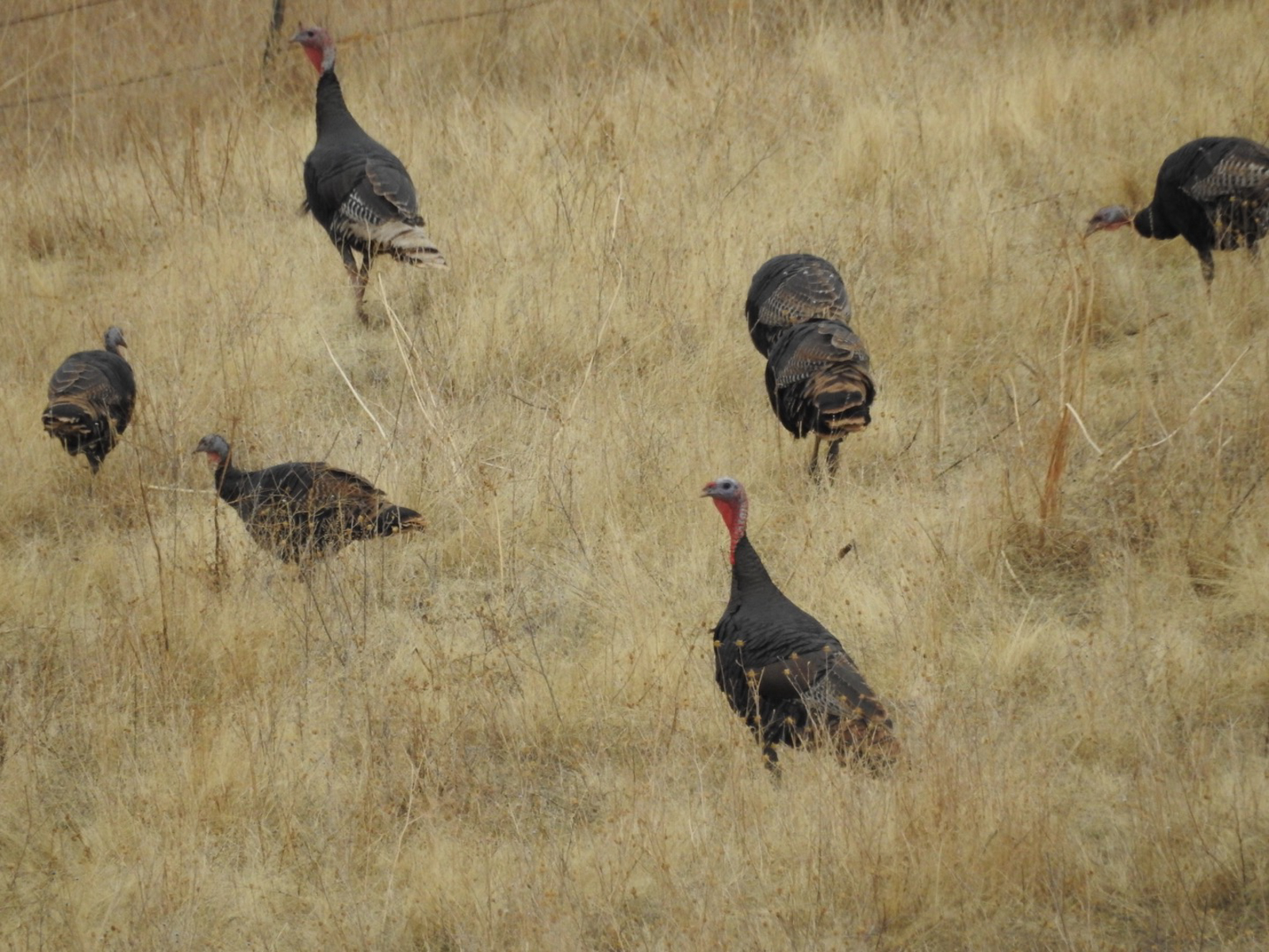 Norway_Canyon_hunting_retreat_turkey_hunting
