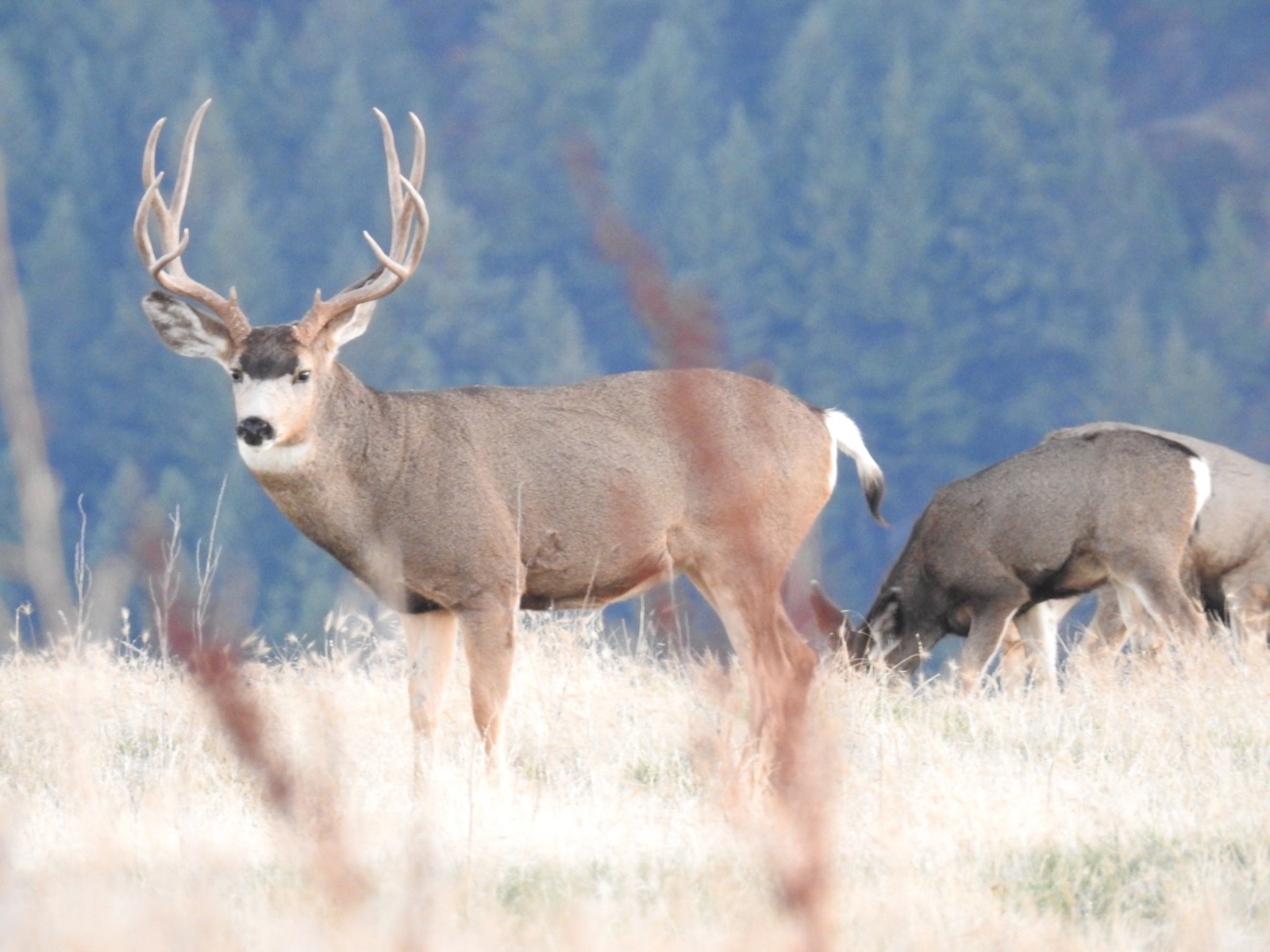 Two_canyons_ranch_Idaho_elk_hunting