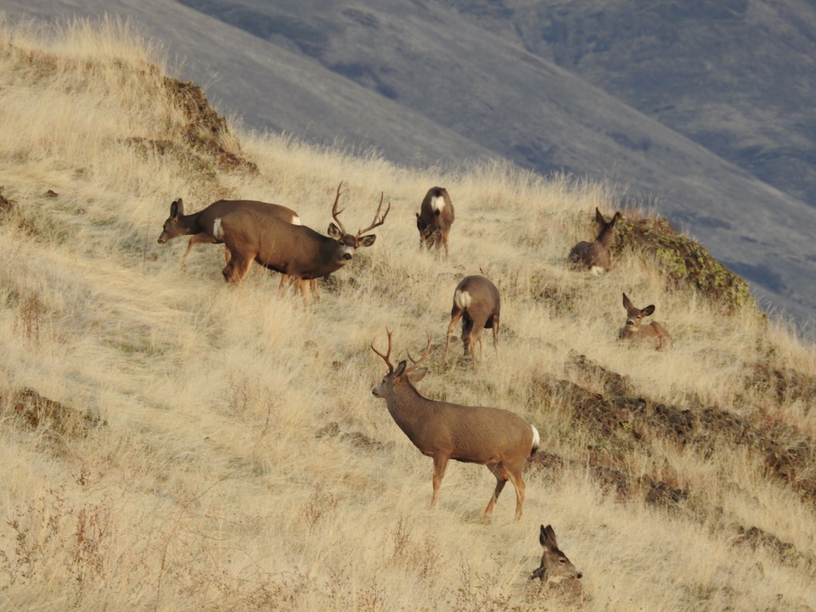 Two_canyons_ranch_Idaho_elk_hunting