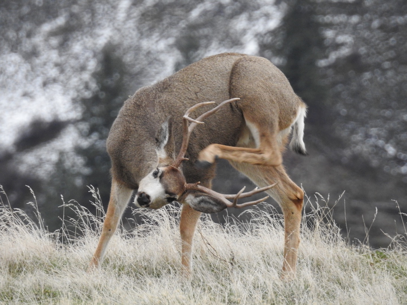 Two_canyons_ranch_Idaho_elk_hunting(2)