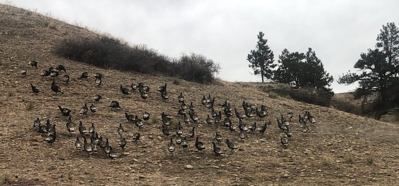 geese hunting in montana
