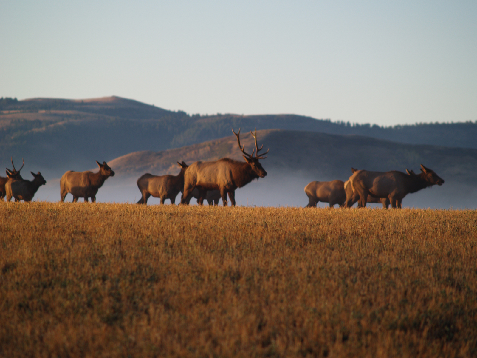 Anderson_Ranch_Idaho_Ranch_Elk_Hunting-10.jpg