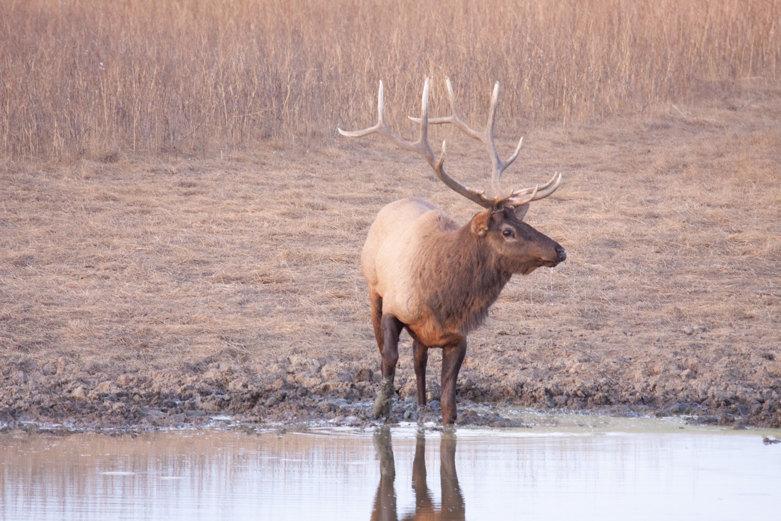 Anderson_Ranch_Idaho_Ranch_Elk_Hunting-5.jpg