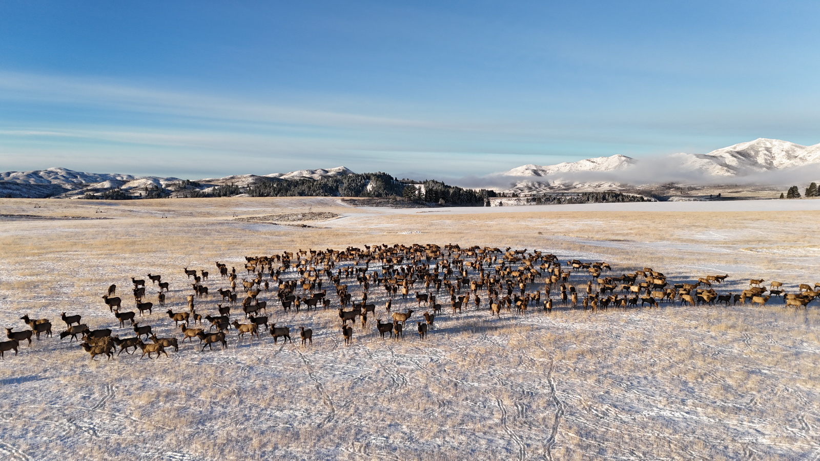 Anderson_Ranch_Idaho_Ranch_Elk_Hunting.jpg