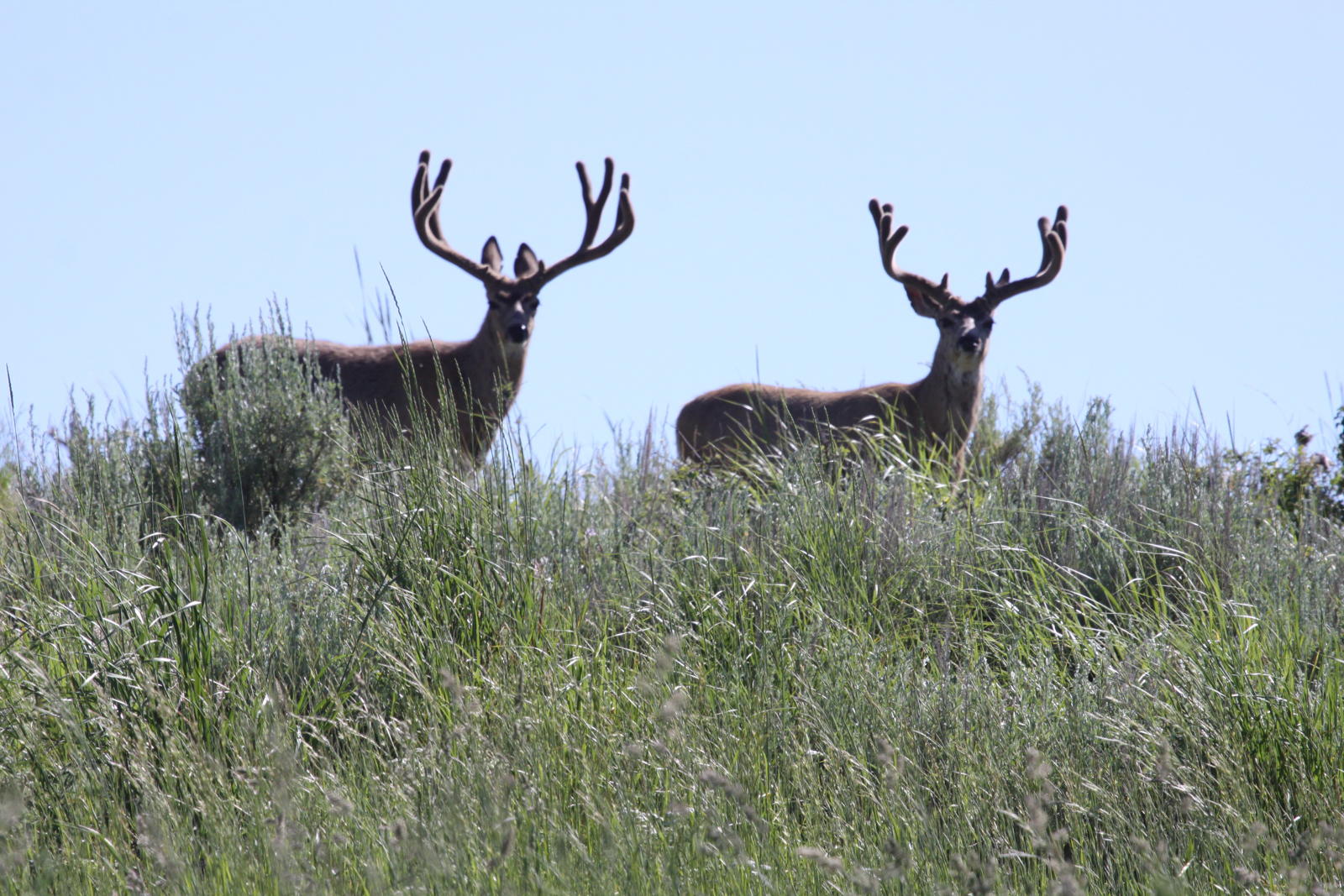 Anderson_Ranch_Idaho_Ranch_Improvements_Mule_Deer_Hunting-2.jpg