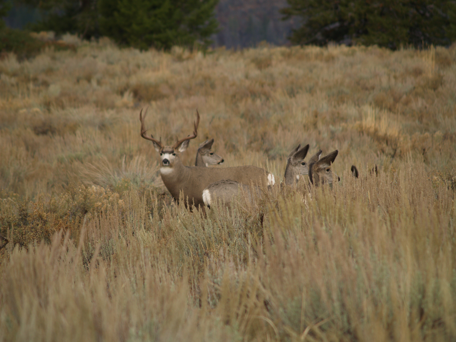 Anderson_Ranch_Idaho_Ranch_Improvements_Mule_Deer_Hunting-4.jpg