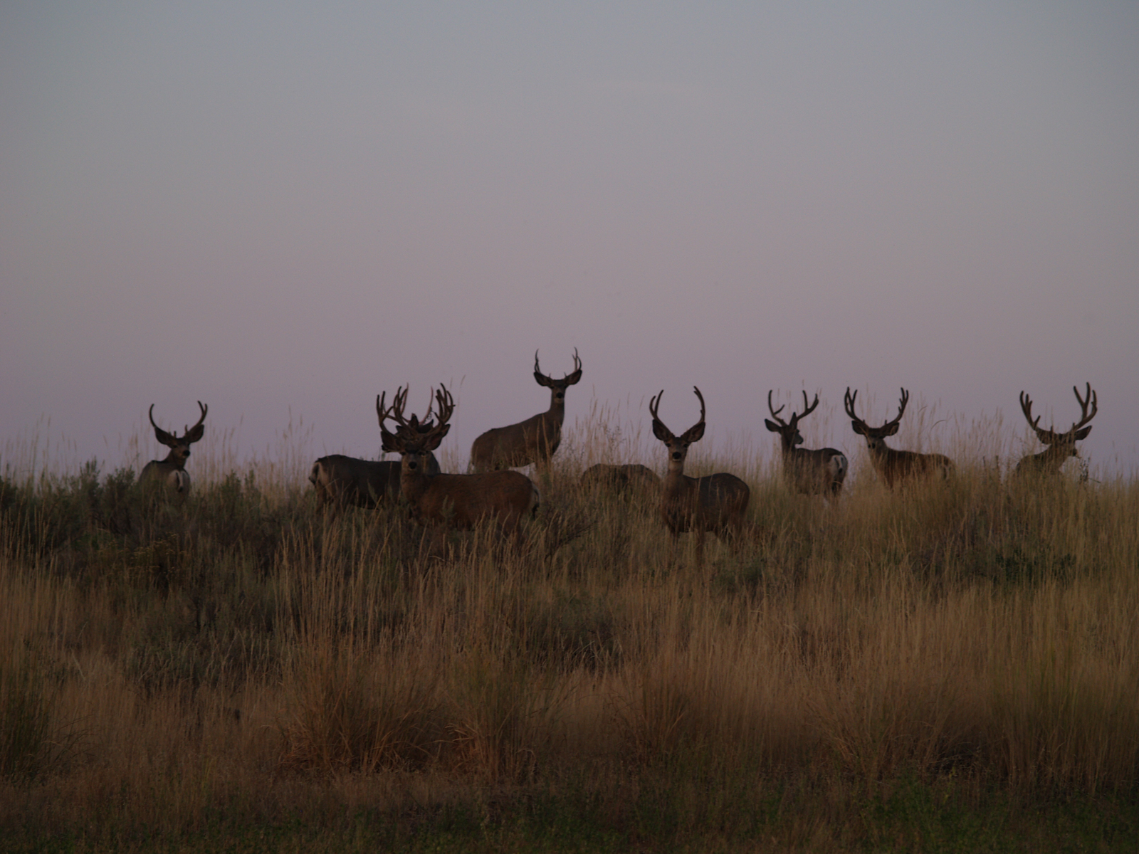 Anderson_Ranch_Idaho_Ranch_Improvements_Mule_Deer_Hunting-6.jpg