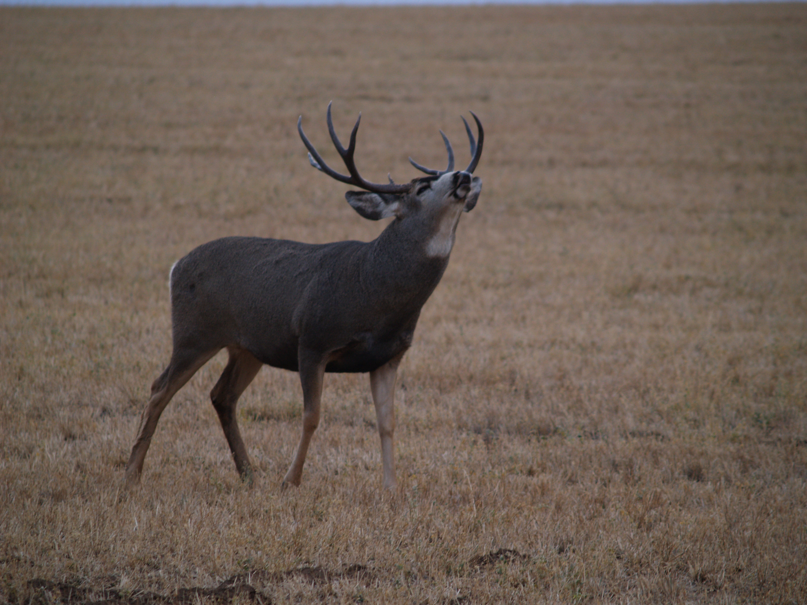 Anderson_Ranch_Idaho_Ranch_Improvements_Mule_Deer_Hunting-9.jpg