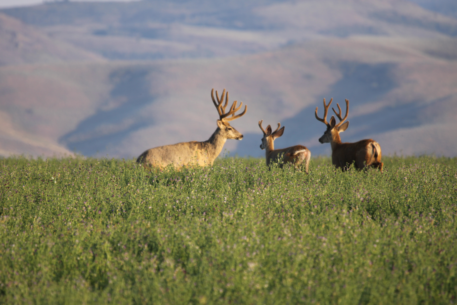 Anderson_Ranch_Idaho_Ranch_Improvements_Mule_Deer_Hunting.jpg