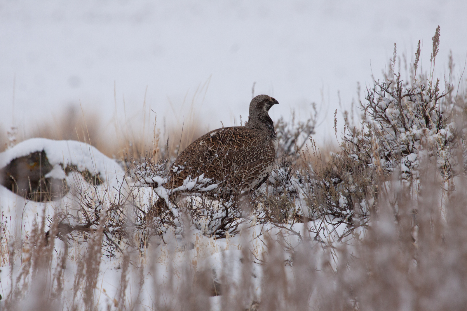 Anderson_Ranch_Idaho_Ranch_Improvements_Upland_Bird_Hunting.jpg