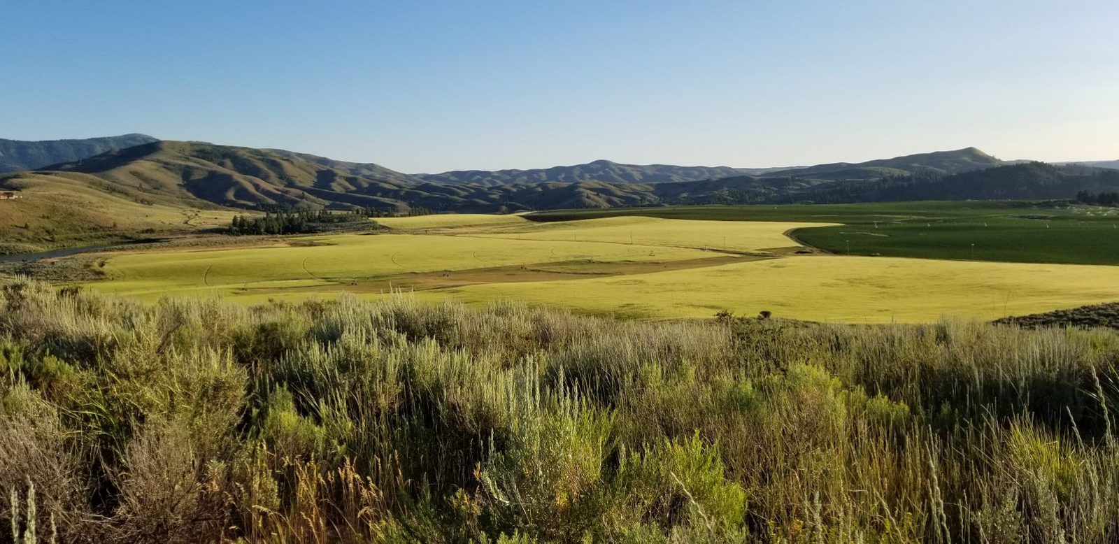 Anderson_Ranch_Idaho_field