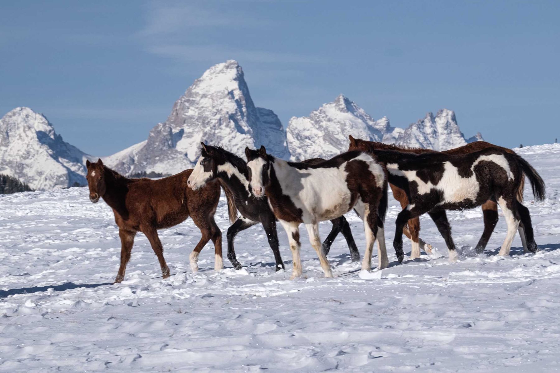 red_hills_ranch_jackson_hole_wyoming_winter_horses