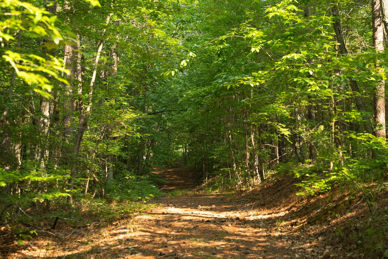 trail on Georgia property for sale