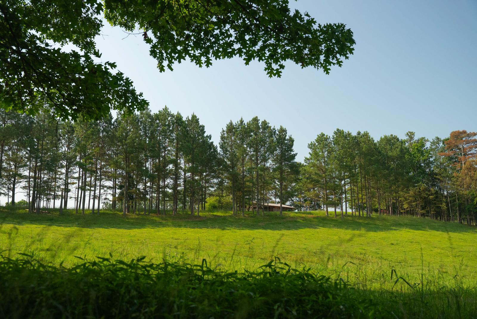 field on Georgia property for sale