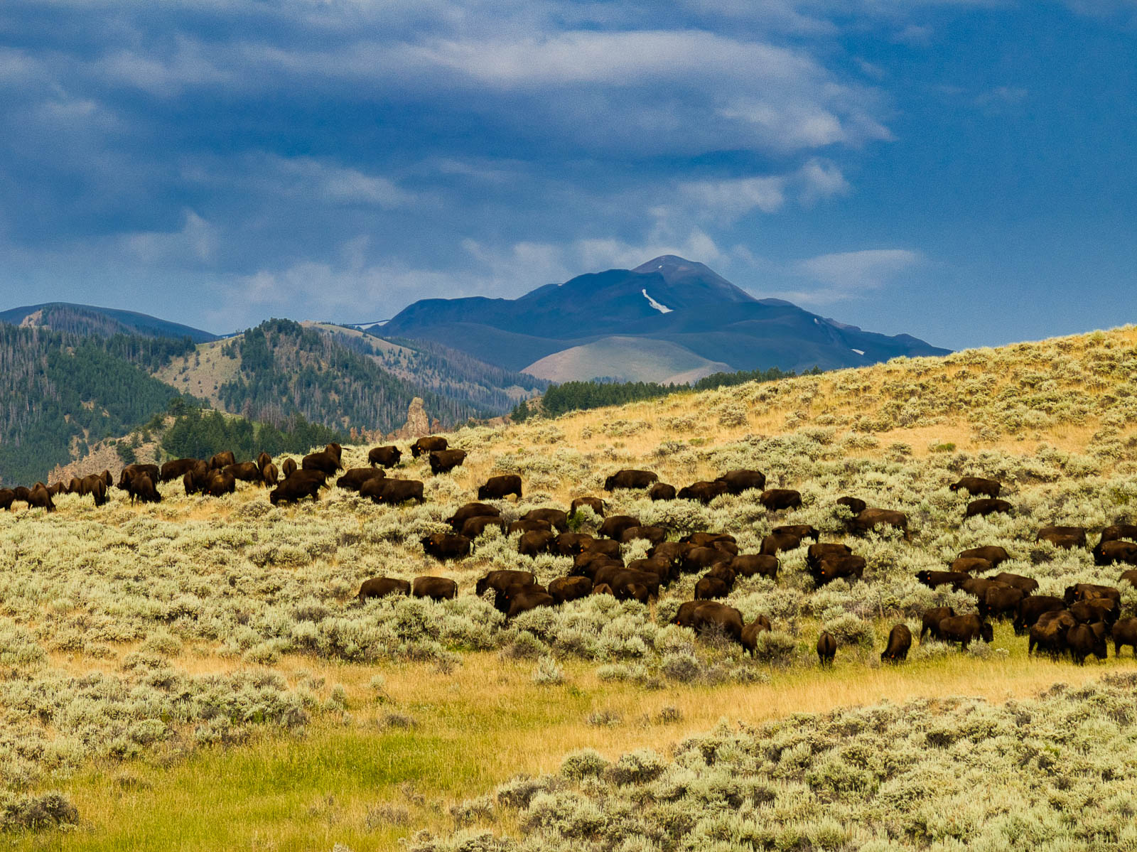 cattle on Antlers Ranch