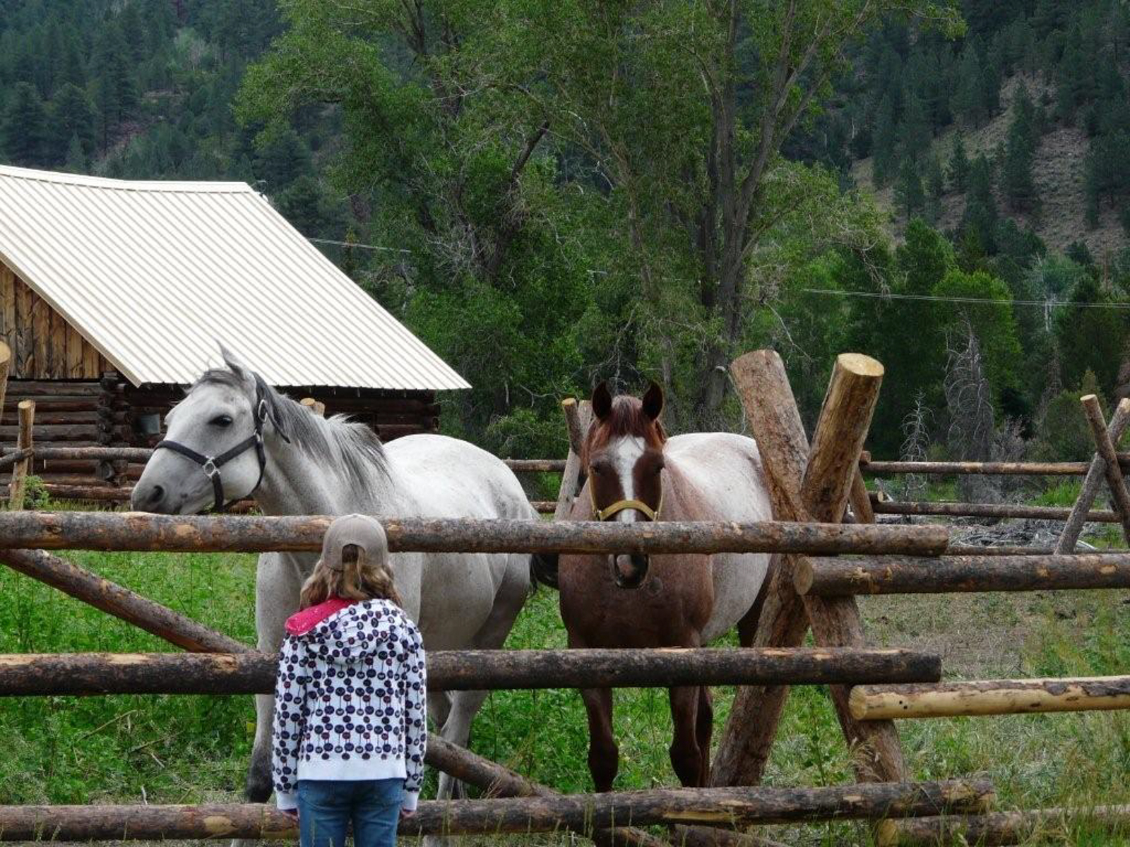 two horses at Crystal Ranch