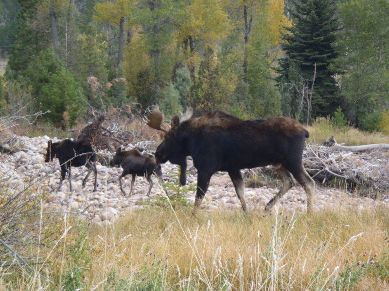 moose on ranch in Utah for sale