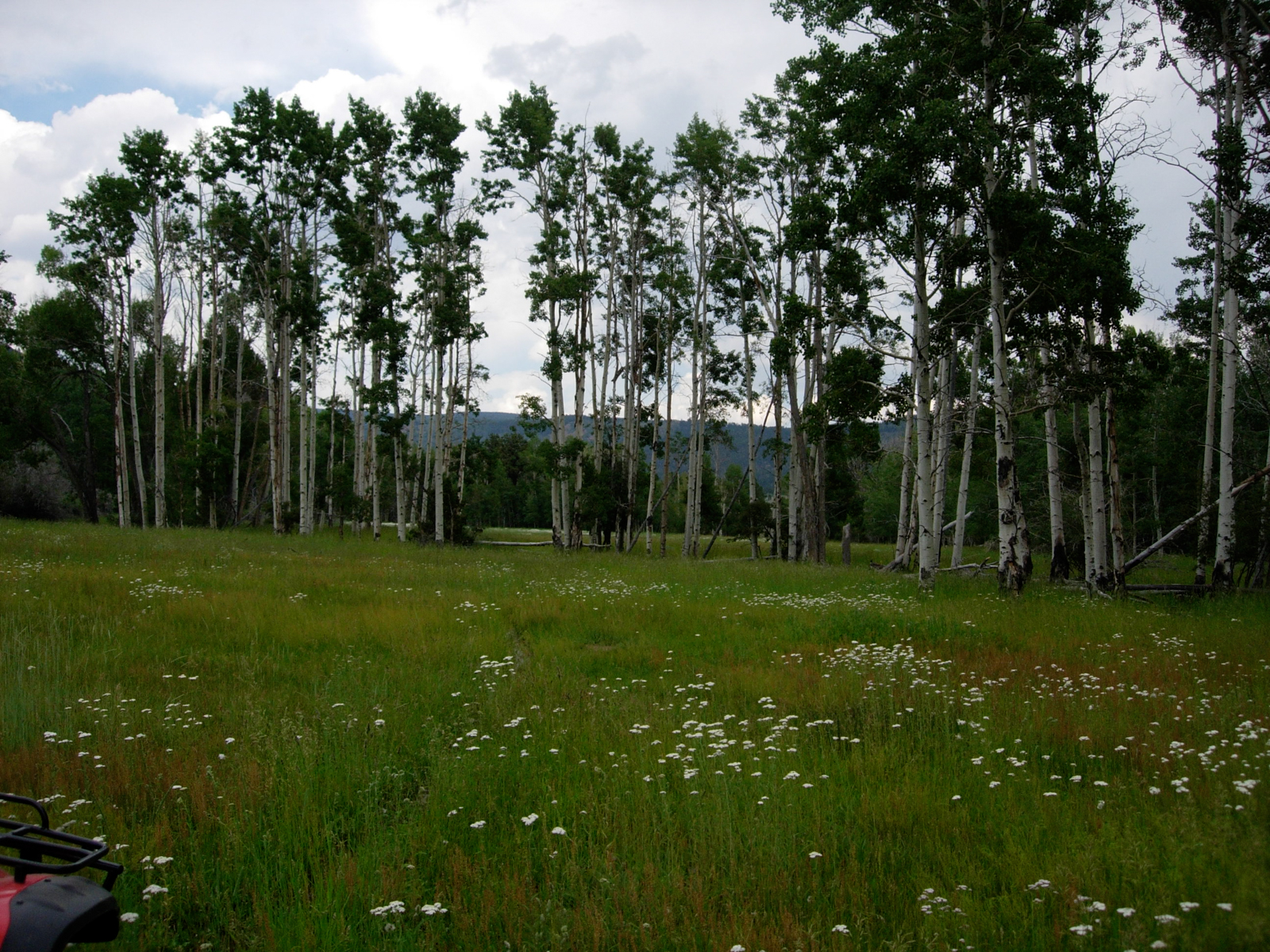 Crystal Ranch aspen grove