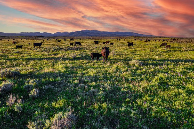 Understanding the Beef Futures Market