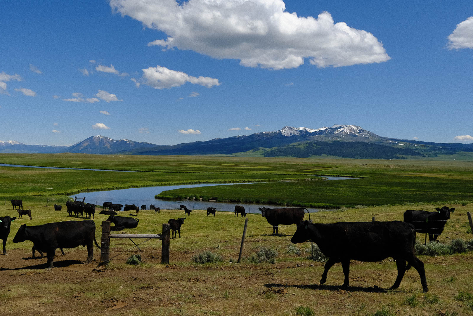 cattle on Centennial Ranch