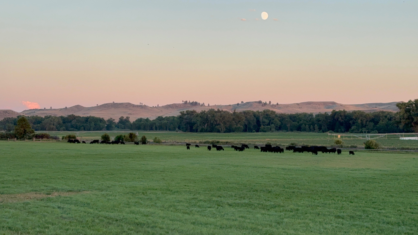 cattle on agricultural ranch in Wyoming for sale
