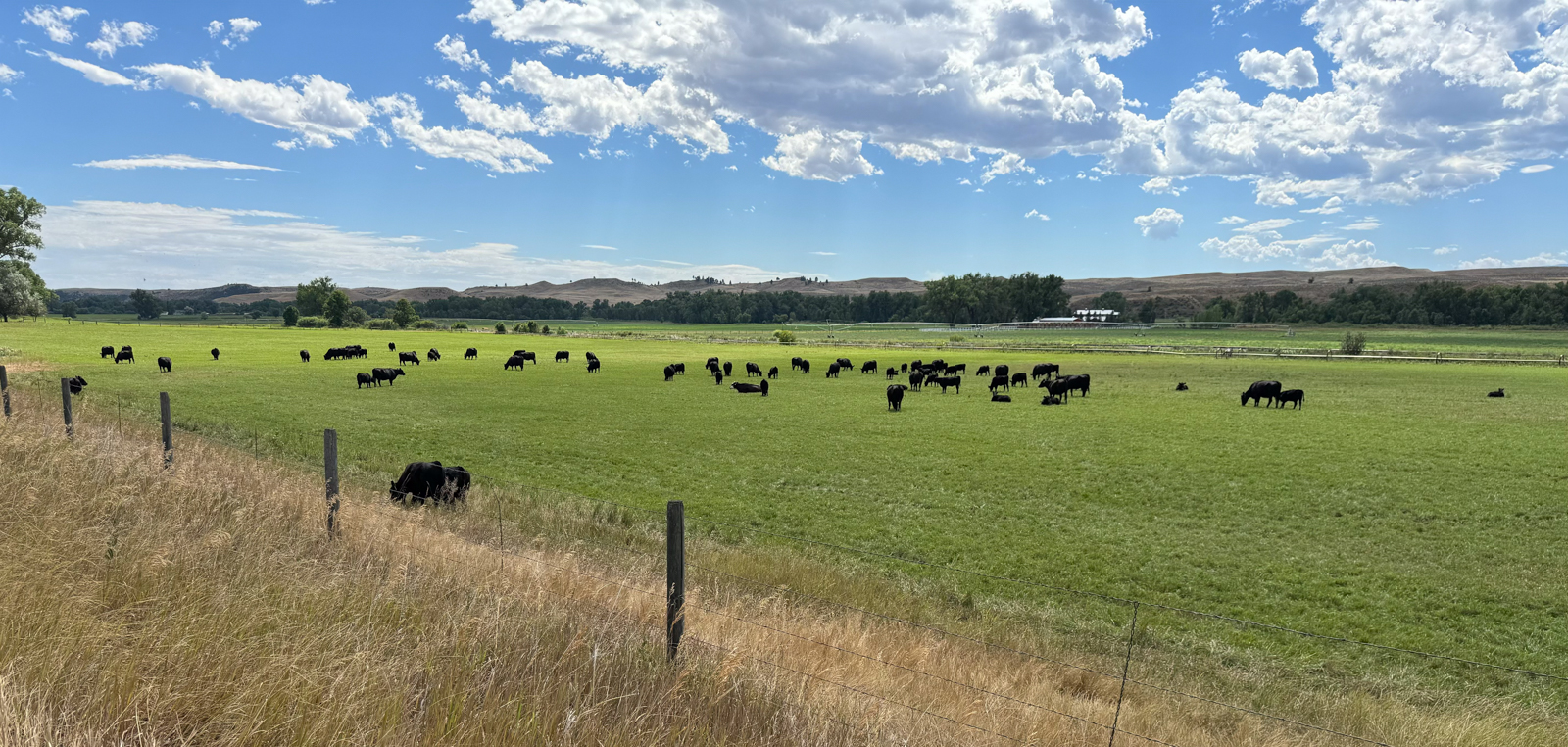 cattle on Soaring Eagle Ranch