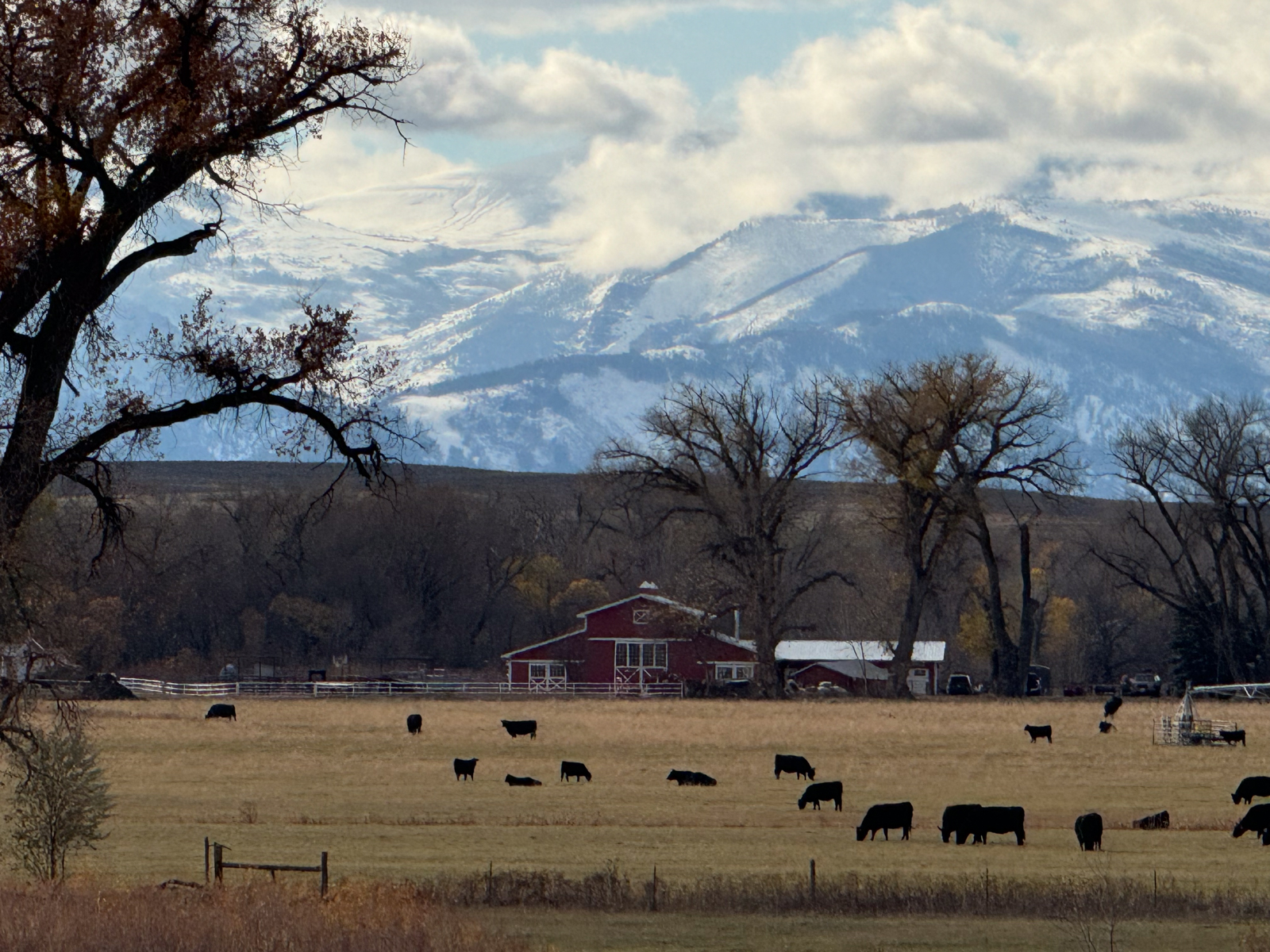 cattle in front of Bighorn Mountains