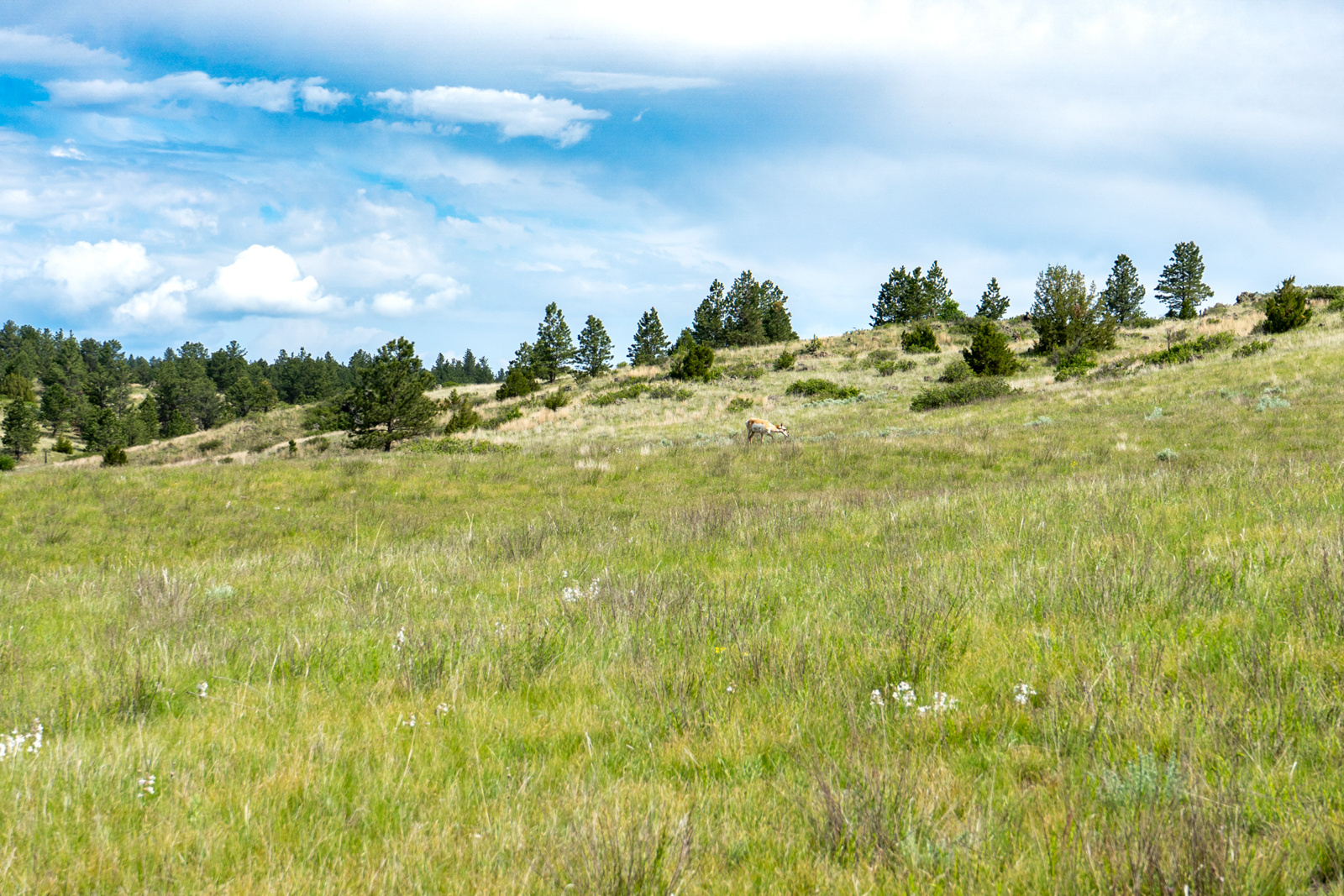 Antelope on hunting ranch in Montana