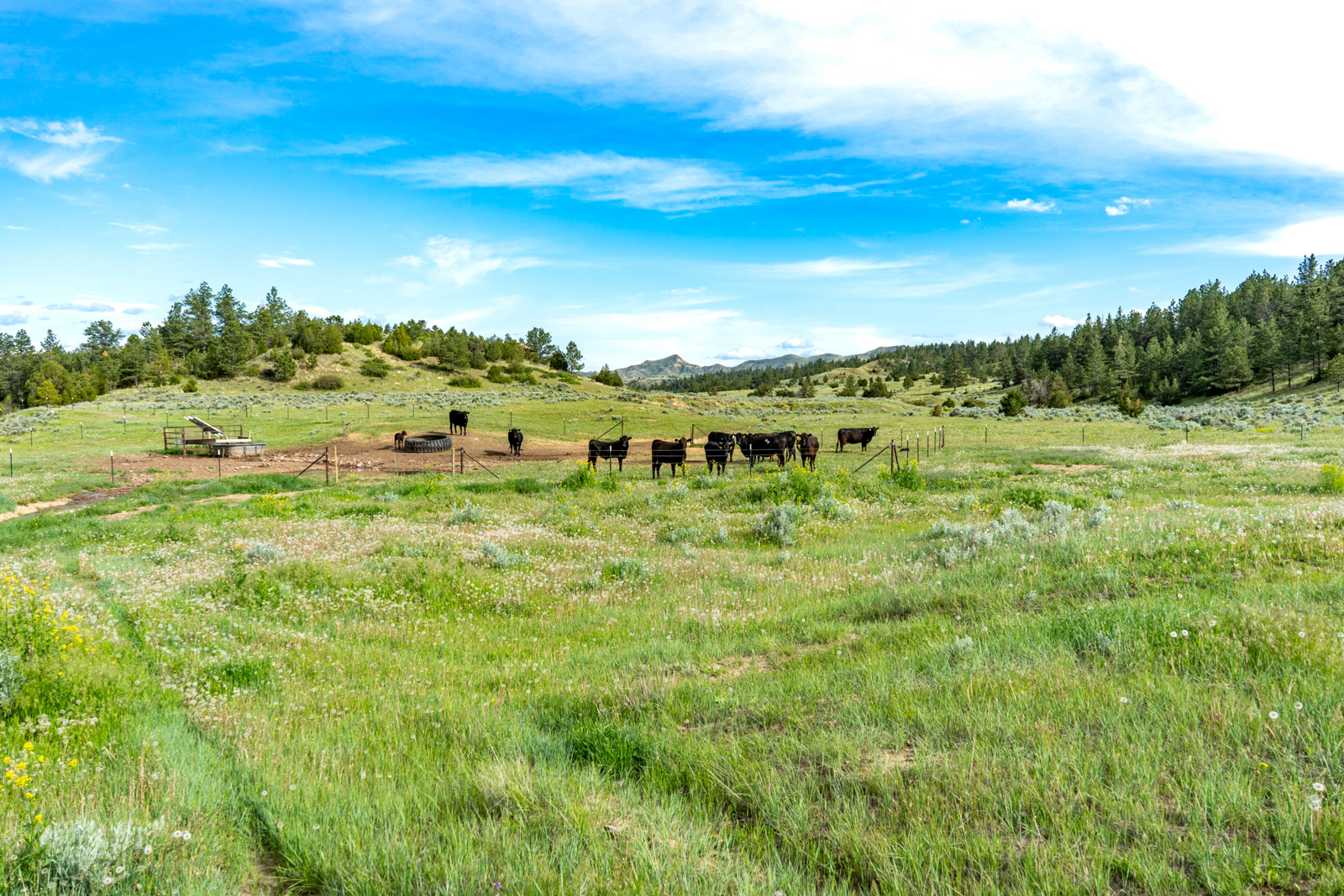 Cattle on hunting ranch in Montana