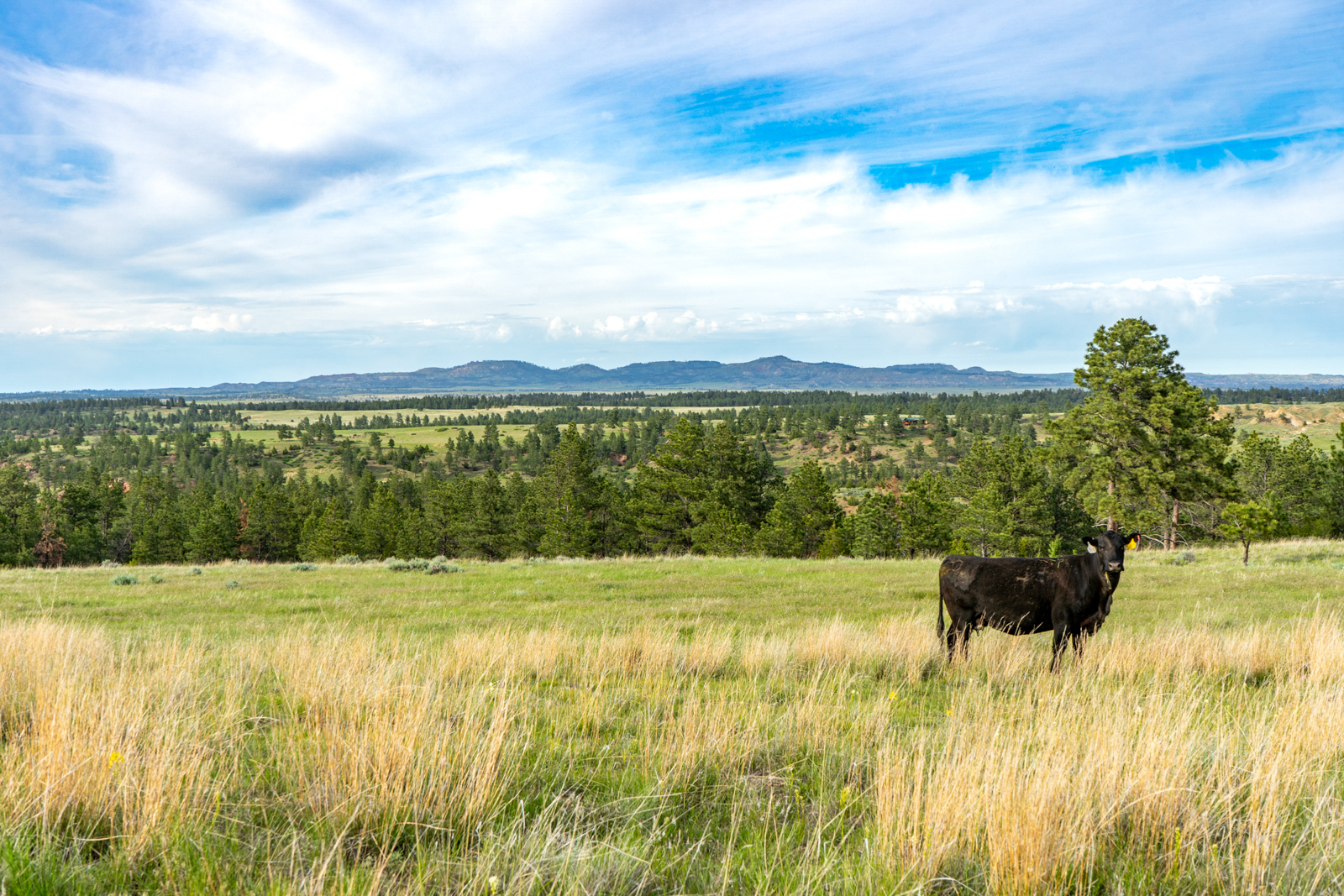 Cow in field