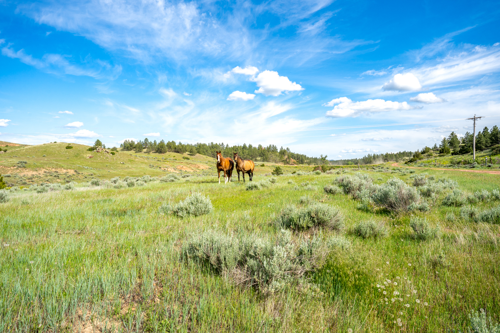 horses on hunting ranch in Montana
