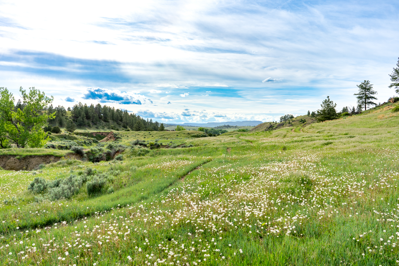 pasture on hunting ranch in Montana