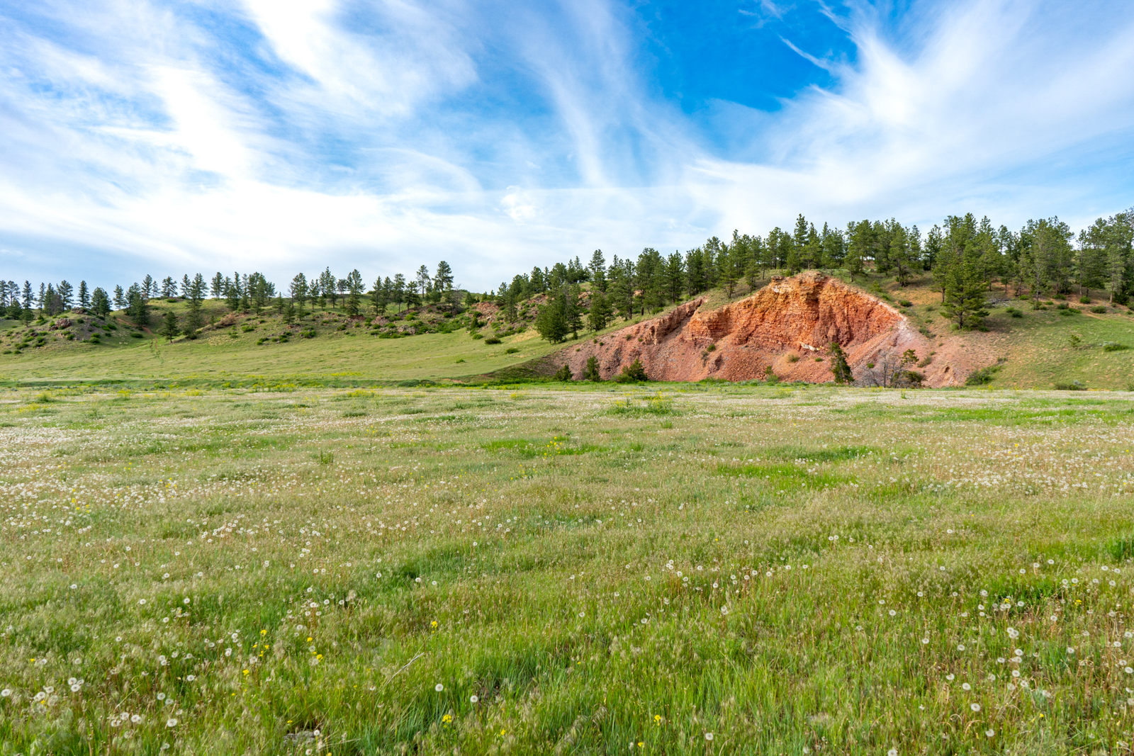 field on Bowman Creek Ranch