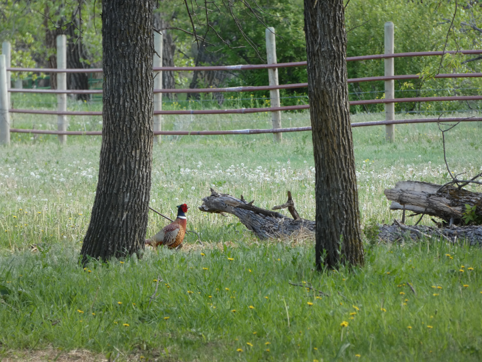 pheasants on hunting ranch in Montana