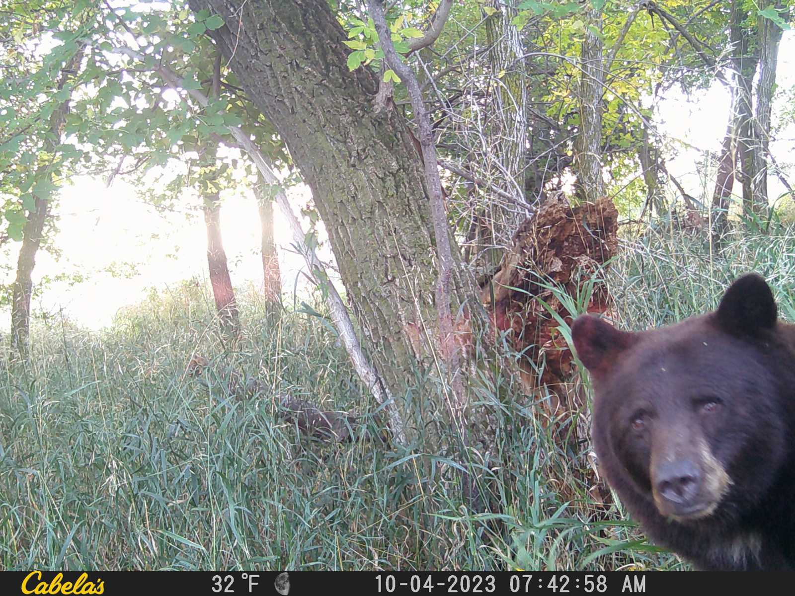 bear caught on trail cam