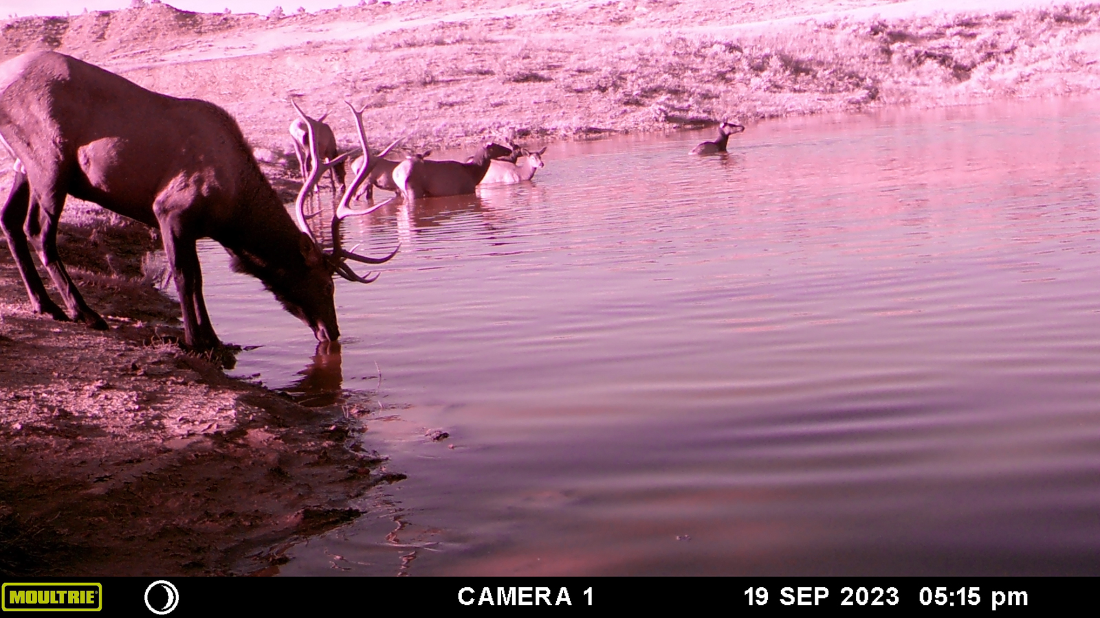 elk in stream