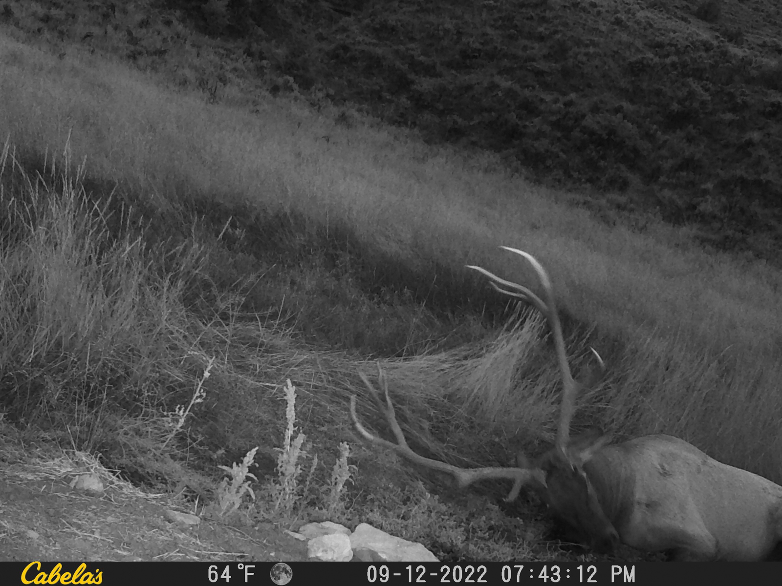 elk caught on cabelas camera