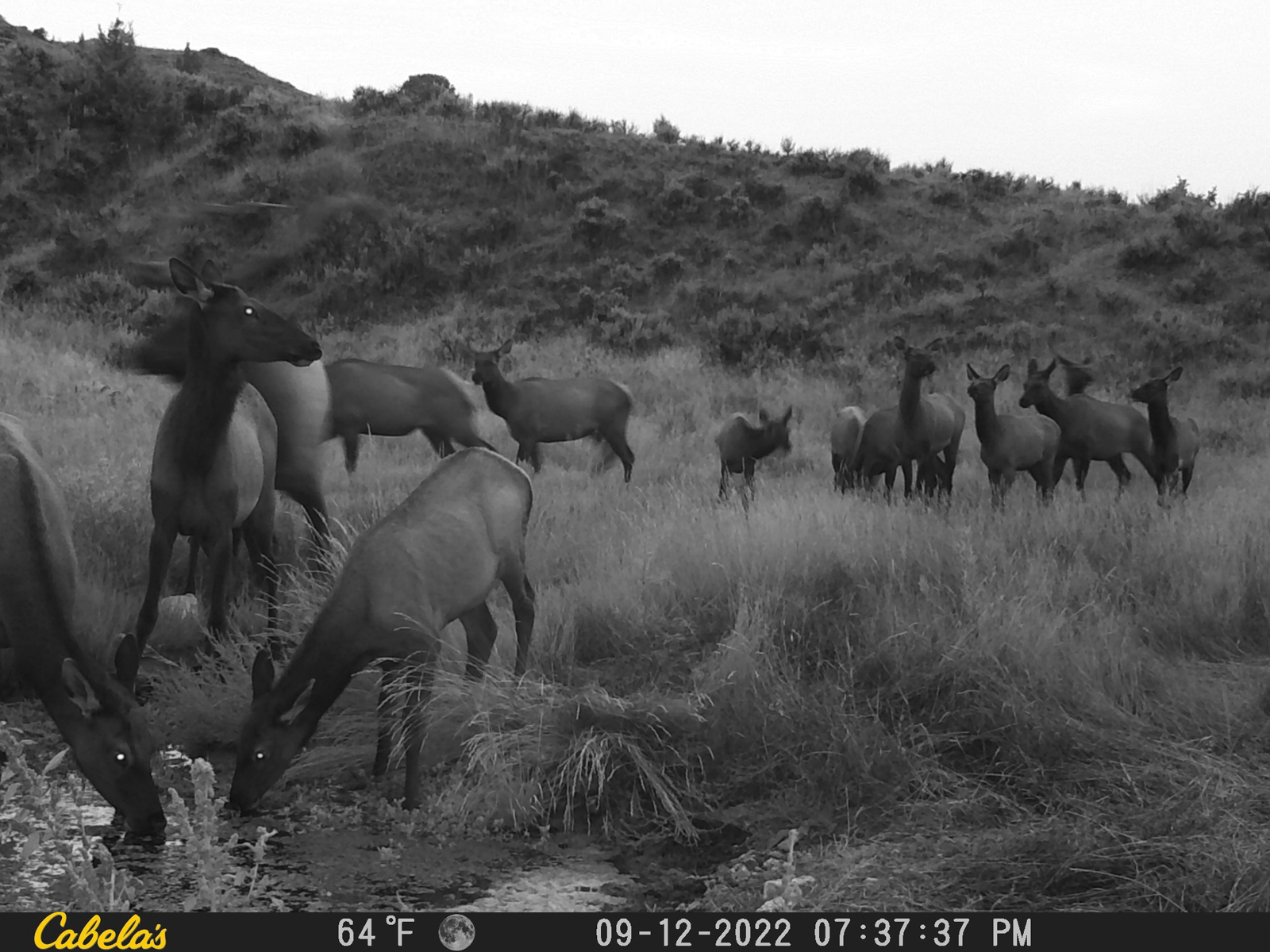 elk herd on hunting ranch in Montana