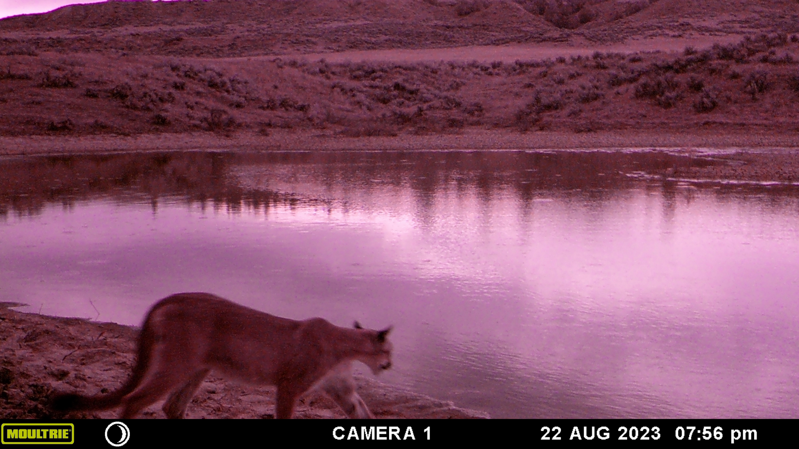 Mountain lion on Bowman Creek Ranch