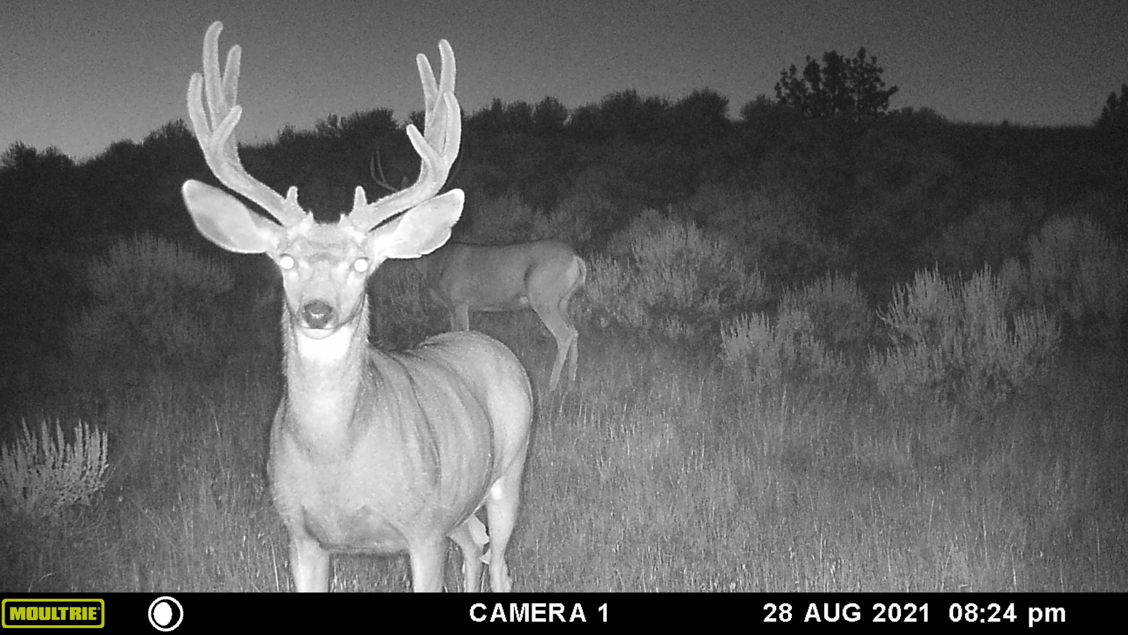 mule buck on camera